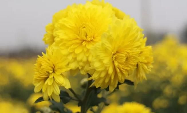 千畝云臺(tái)冰菊盛開，誠(chéng)邀您蒞臨免費(fèi)參觀！